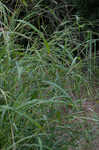 Itchgrass